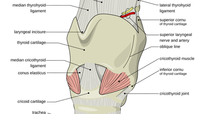 Laringe: anatomía externa (Wikimedia Commons, CC BY-SA 2.5)