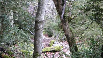 Selva de Oza, Valle de Hecho - Pirineo Aragones