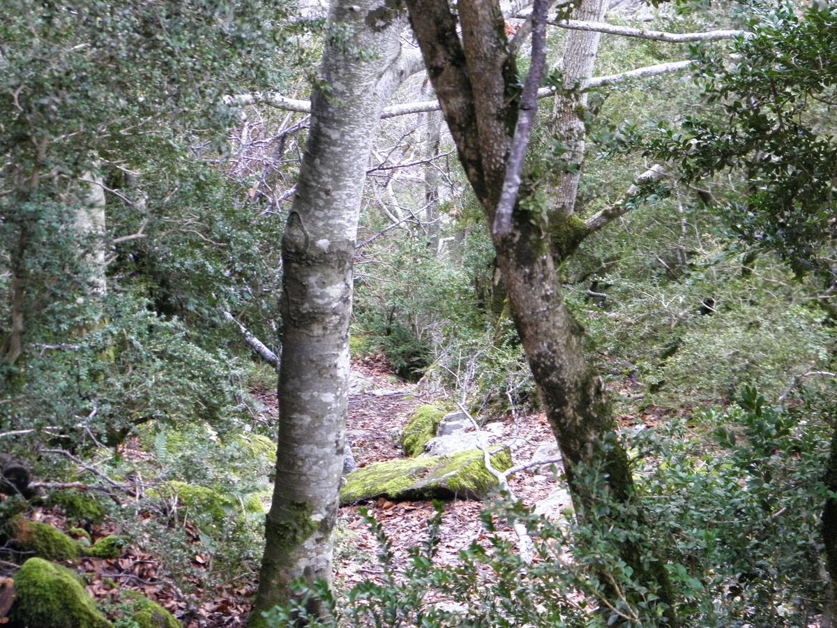 Selva de Oza, Valle de Hecho - Pirineo Aragones